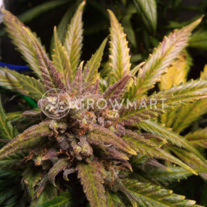 '+_Speed_Auto_Autoflowering_semínka_konopí