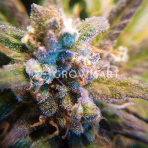 +_Speed_Auto_Autoflowering_semínka_konopí