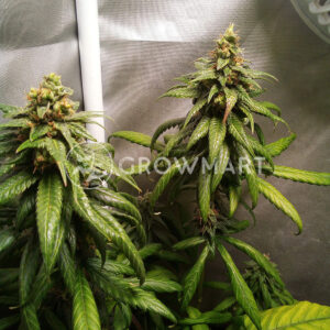 +_Speed_Auto_Autoflowering_semínka_konopí