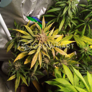 +_Speed_Auto_Autoflowering_semínka_konopí
