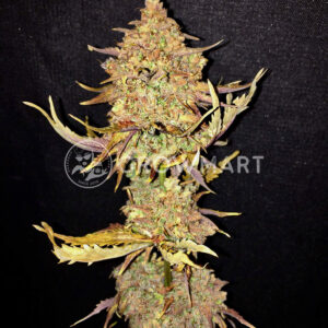 Spicy_Bitch_reg_Regulérni_semena_konopí