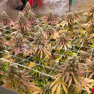 Stawberry_Cola_Sherbet_F1_Fast_Version_Seminka_Konopi_1