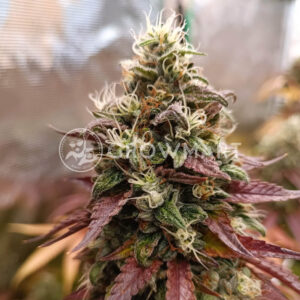 Stawberry_Cola_Sherbet_F1_Fast_Version_Seminka_Konopi_3