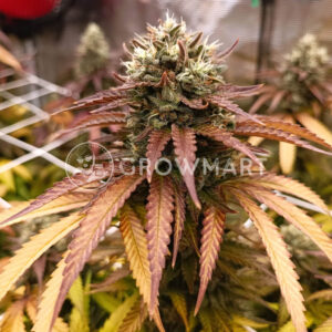 Stawberry_Cola_Sherbet_F1_Fast_Version_Seminka_Konopi_4