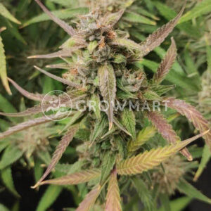 Strawberry_Banana_Fast_seminka_konopi