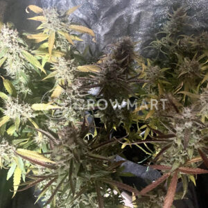 Strawberry_Banana_Fast_seminka_konopi