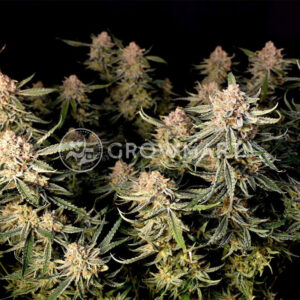 Strawberry_Banana_Gelato_XL_Auto_Seminka_Konopi_1