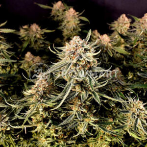 Strawberry_Banana_Gelato_XL_Auto_Seminka_Konopi_2