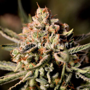 Strawberry_Banana_Gelato_XL_Auto_Seminka_Konopi_4