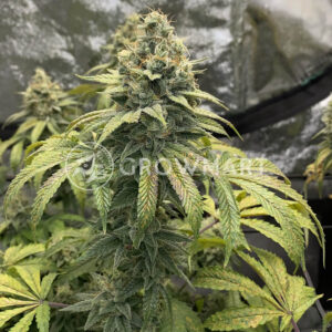 Strawberry_Banana_Grape_seminka_konopi