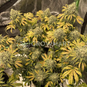 Strawberry_Banana_Grape_seminka_konopi