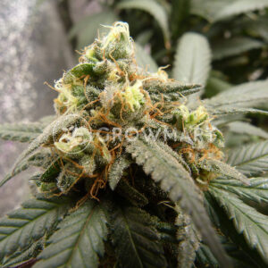 Strawberry_Blue_Feminizovane_seminka_konopi