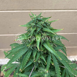 Strawberry_Blue_Feminizovane_seminka_konopi