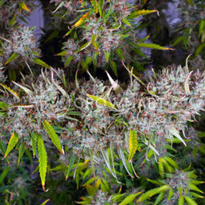 Strawberry_Cheesecake_Auto_seminka_konopi