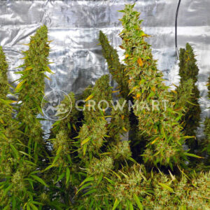 Strawberry_Cheesecake_Auto_seminka_konopi