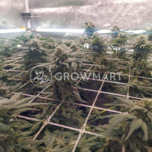 Strawberry_Cream_Feminizované_semínka_konopí