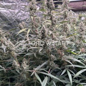 Strawberry_Gorilla_Auto_seminka_konopi