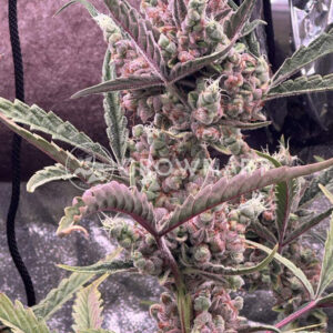 Strawberry_Gorilla_Auto_seminka_konopi