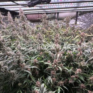 Strawberry_Gorilla_Auto_seminka_konopi