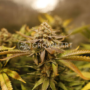 Strawberry_Lemonade_Feminizované_semínka_konopí