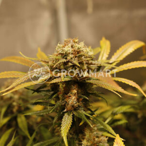 Strawberry_Lemonade_Feminizované_semínka_konopí