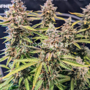 Strawberry_Pie_Auto_seminka_konopi