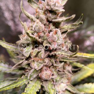 Strawberry_gum_Feminizované_semena_konopí