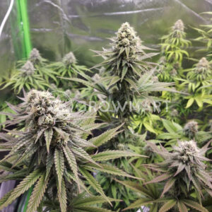 Strawberry_gum_Feminizované_semena_konopí