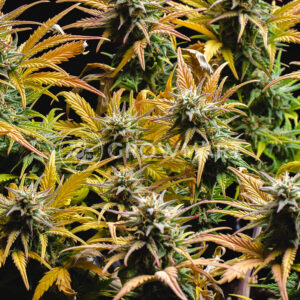 Stress_Killer_Automatic_CBD_Autoflowering_semínka_konopí