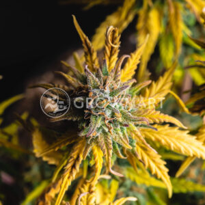 Stress_Killer_Automatic_CBD_Autoflowering_semínka_konopí