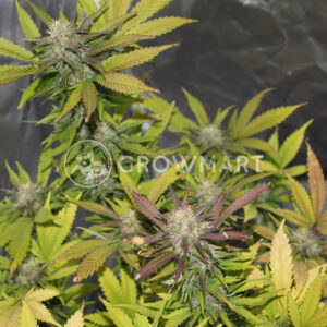 Sugar_Black_Rose_Auto_Samokvetoucí_semínka_konopí