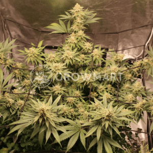 Sugar_Bomb_Punch_seminka_konopi_2