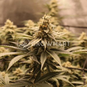 Sugar_Bomb_Punch_seminka_konopi_1