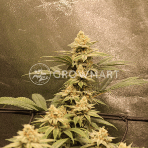 Sugar_Bomb_Punch_seminka_konopi_3