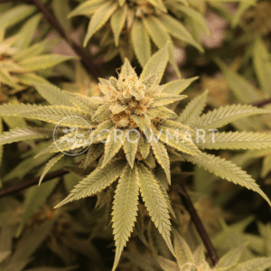 Sugar_Bomb_Punch_seminka_konopi_4