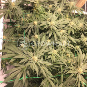 Sugar_Candy_Feminizované semena konopí