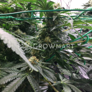 Sugar_Candy_Feminizované semena konopí