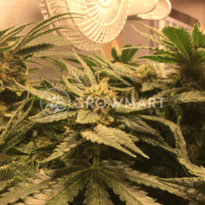 Sugar_Candy_Feminizované semena konopí