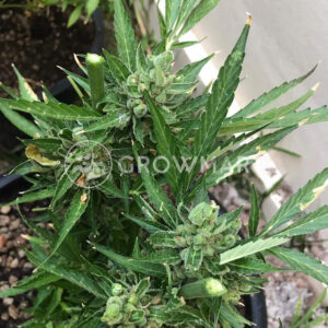 Sugar_Mango_Ryder_Autoflowering_semínka_konopí