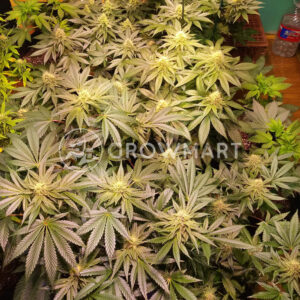 Sunset_Sherbert_Feminizované_semínka_konopí