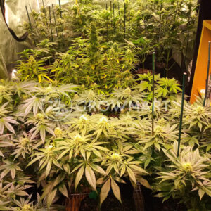 Sunset_Sherbert_Feminizované_semínka_konopí