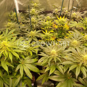 Sunset_Sherbert_Feminizované_semínka_konopí