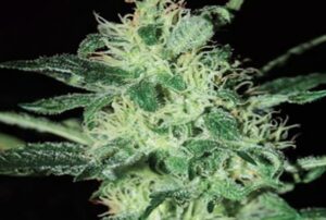 Green House Seed - SUPER CRITICAL | Feminized cannabis seeds - Image 6