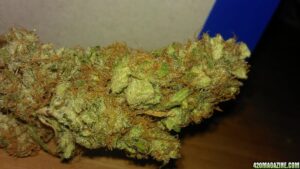 Green House Seed - SUPER CRITICAL | Feminized cannabis seeds - Image 8