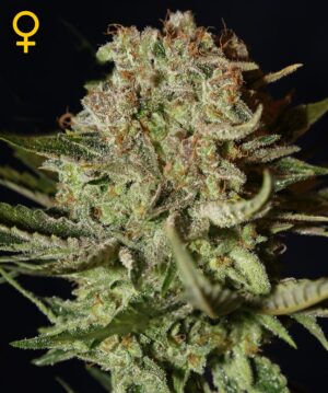 Green House Seed - SUPER BUD | Feminized cannabis seeds - Image 6