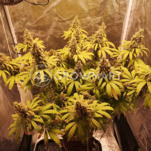 Super_Critical_Auto_Autoflowering_semínka_konopí
