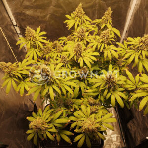 Super_Critical_Auto_Autoflowering_semínka_konopí