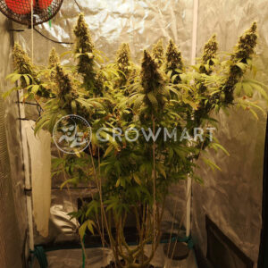 Super_Critical_Auto_Autoflowering_semínka_konopí