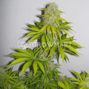 Super_Skunk_Feminizovana_seminka_konopi