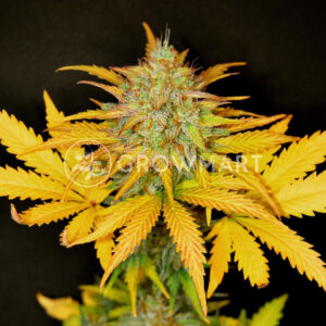 Super_Skunk_Automatic_Autoflower_semínka_konopí